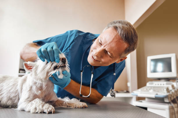 Best Weekend Emergency Dentist in Munising, MI